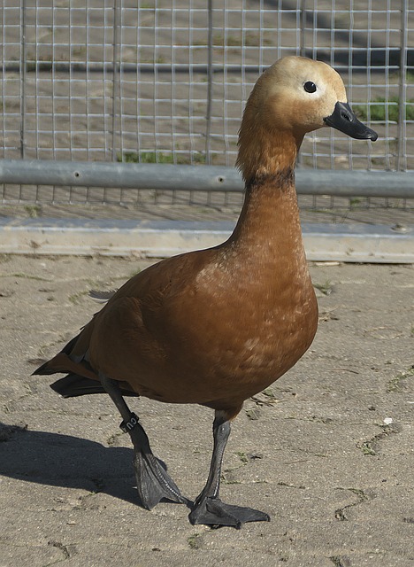 导才能